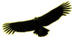 condor