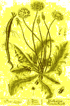 Dandelion