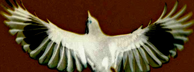 Mockingbird
