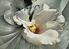 Mae Jeon