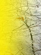 Glass Trees