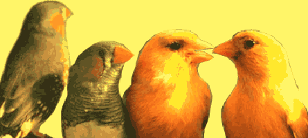 Songbirds: Caroline Cutroneo, Mara Levine, Jan Alba, and friends